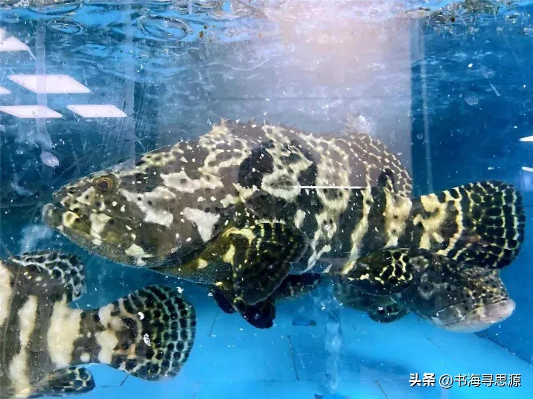 三种完全依赖人工养殖、自然界中已无野生种群的“人造鱼类”如下：  
第一种是近年