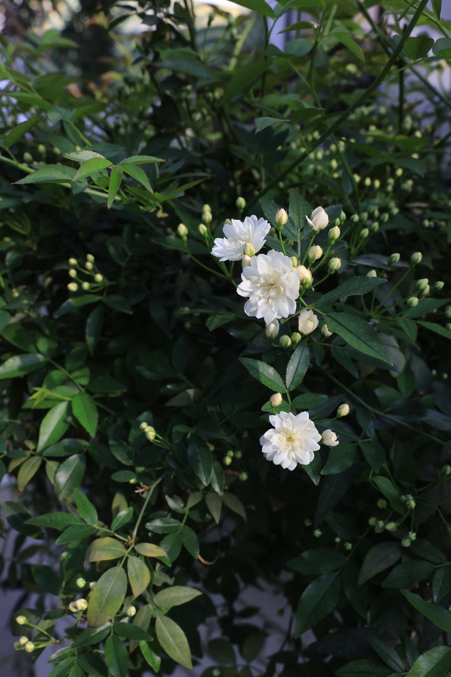 格物，需要一颗审美的种子，从传统中汲取养分。书房里，器物带来的不只是清闲悦目，更