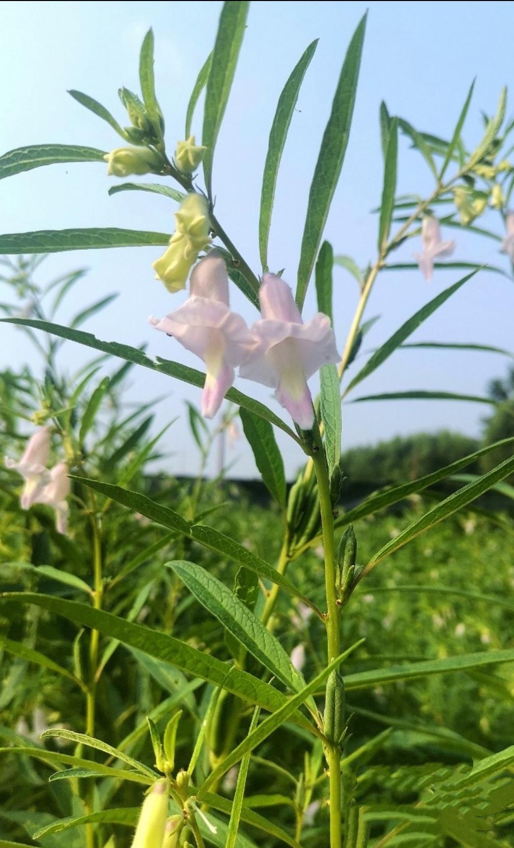 芝麻花
粉花细叶藏期许，
秋来满籽献醇香。