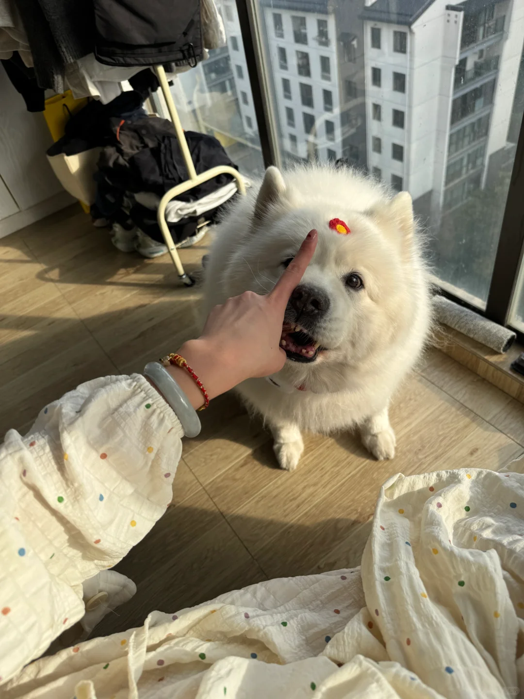 猪咪：我要过饭你要过吗？我吃过答辩你吃过吗