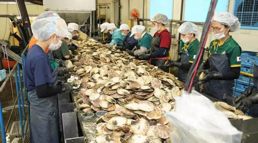 据日媒报道，6 吨左右的日本北海道扇贝已作为首批货物发往中国！可这家进口日本扇贝