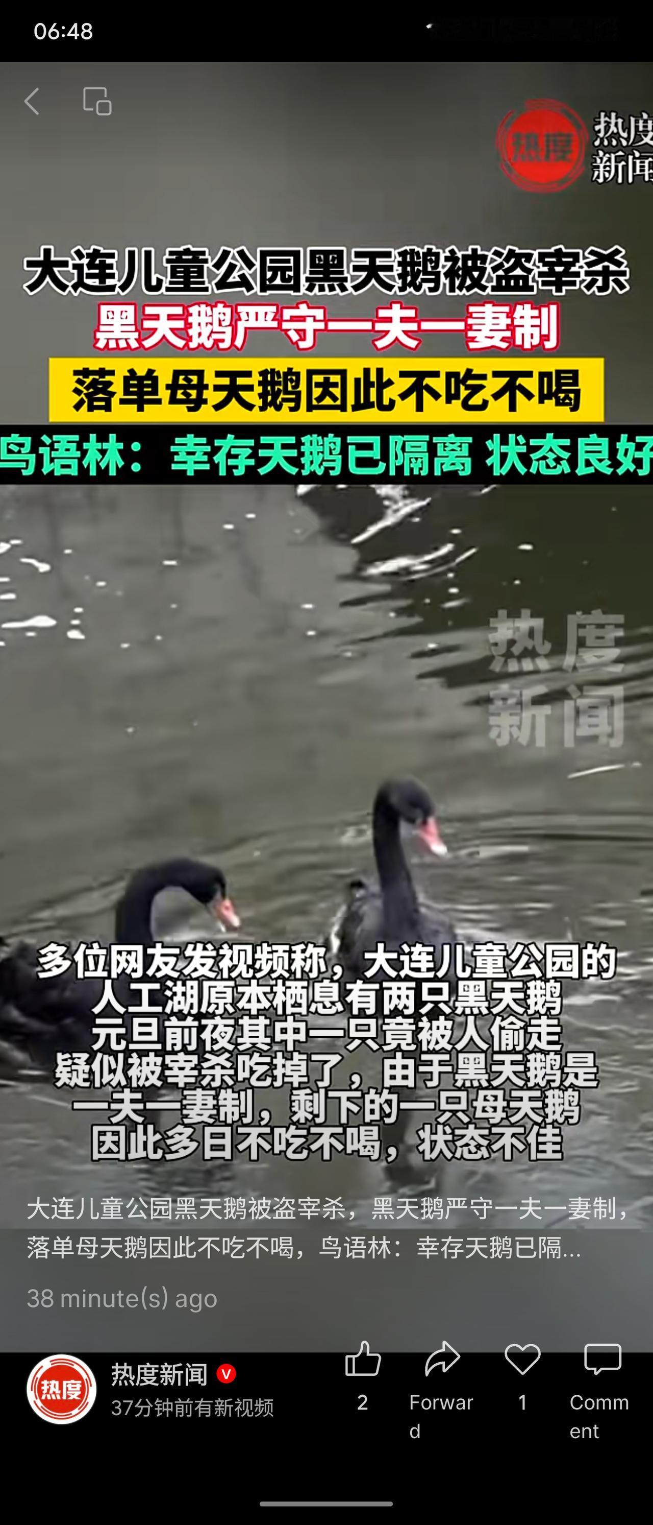 大连儿童公园一只黑天鹅于2025年12月31日凌晨被盗宰杀，监控显示男子潜入偷走