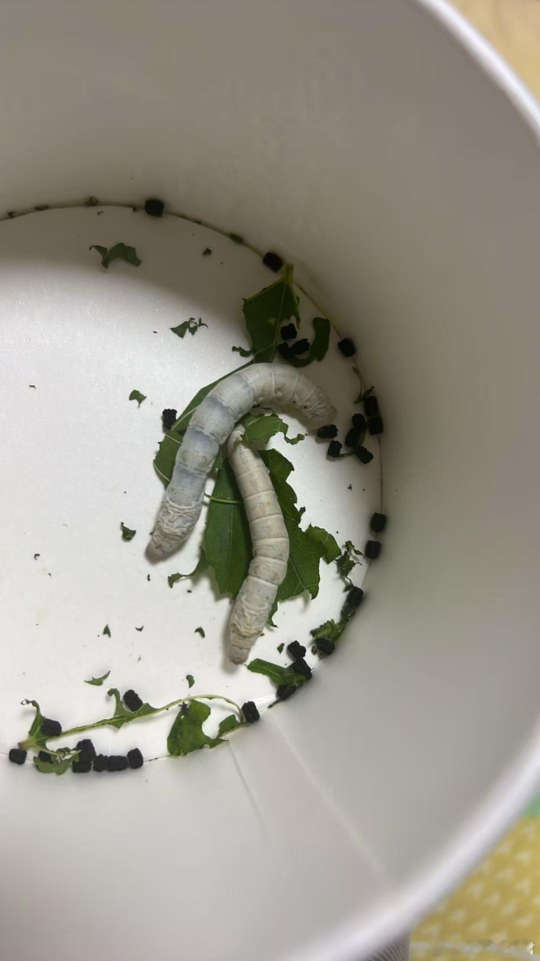 儿子想做蚕丝被家人网购1万粒蚕卵这么说蚕丝被价格贵也是有道理的