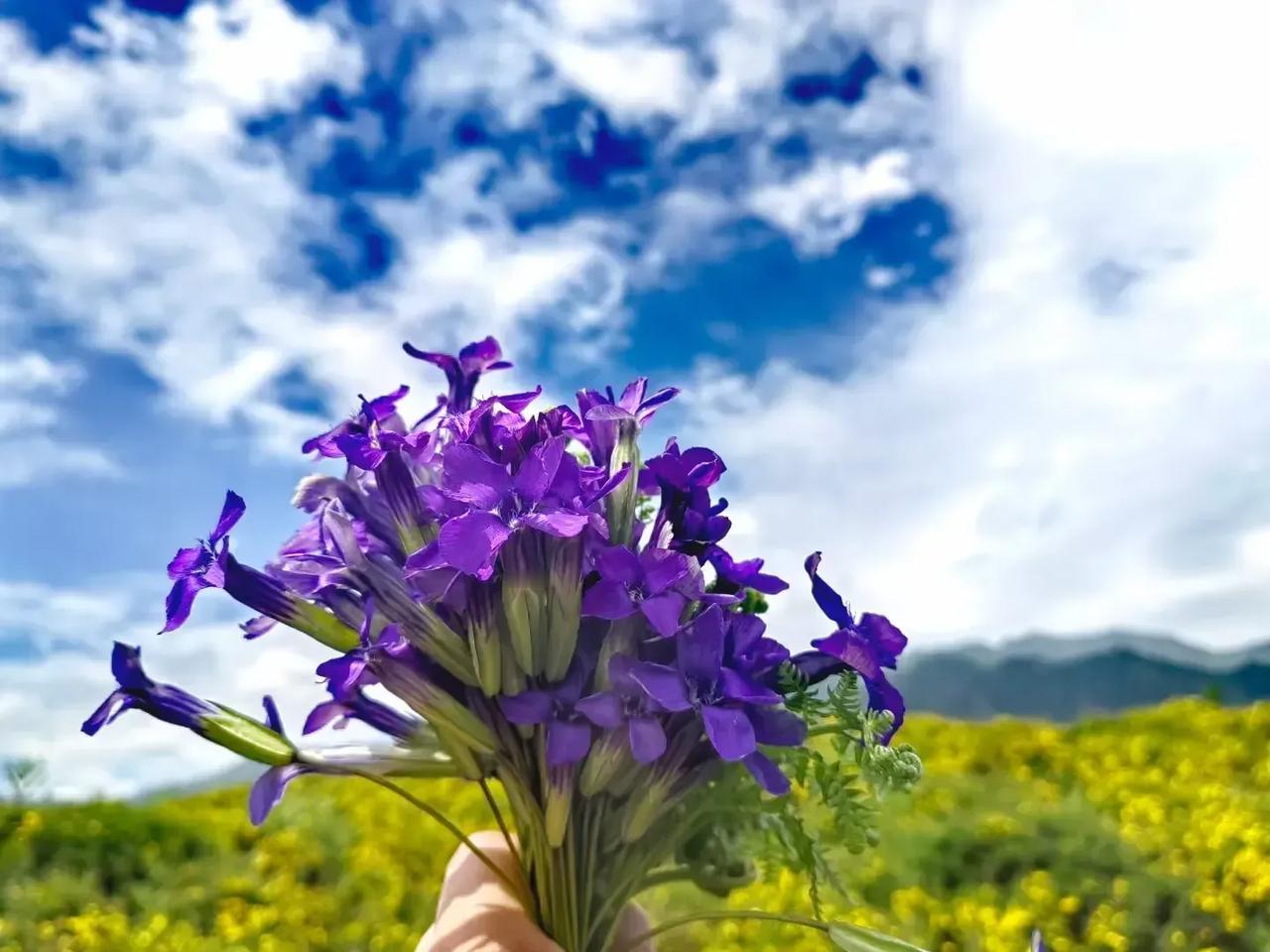 《鹧鸪天.野花》
陌野疏狂随意身，青山豪兴自由魂。
迎风起舞弄清影，和雨幽怀洗俗