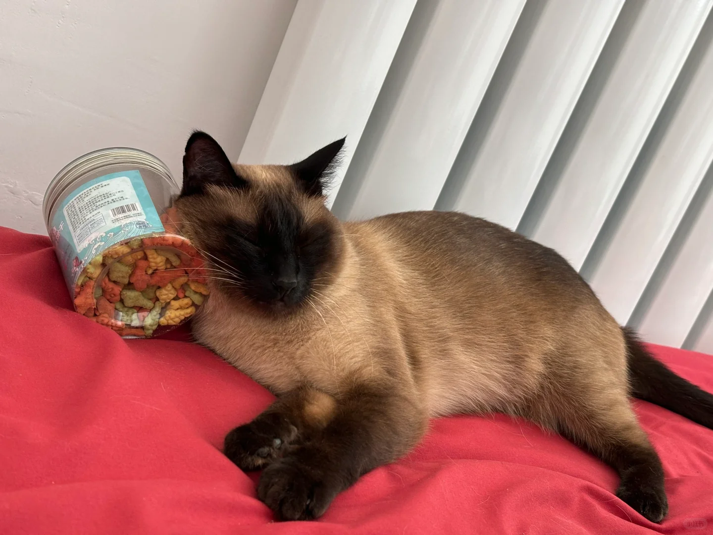 这猫馋的没谁了