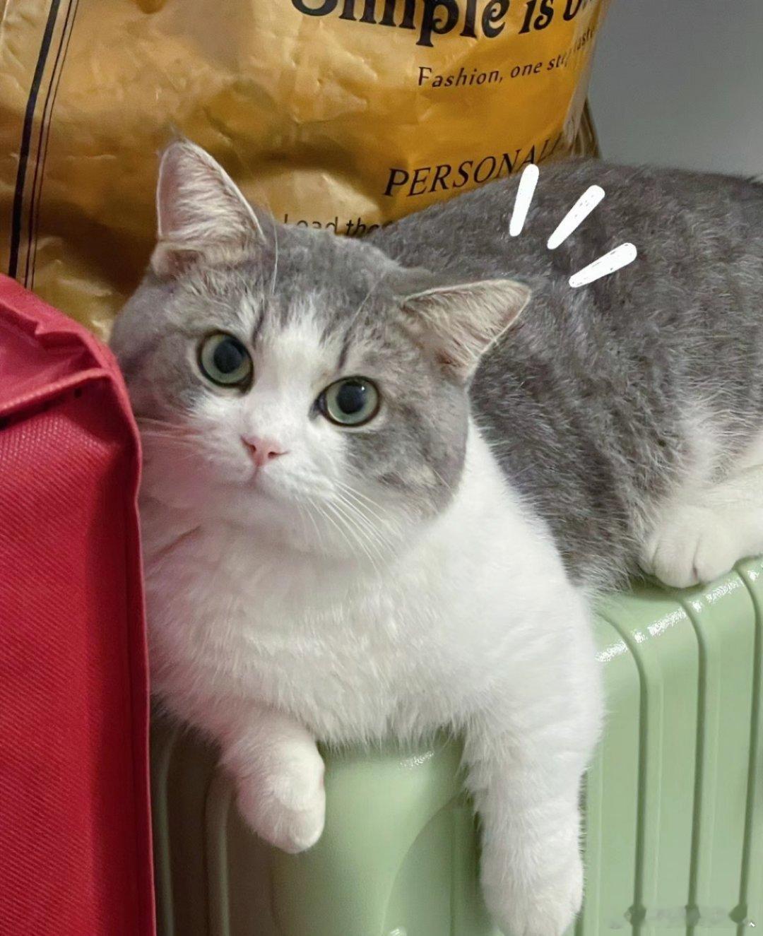 #猫咪定期换粮真的有必要吗##为什么不能长期使用同一款猫粮# 猫咪定期换猫粮有必