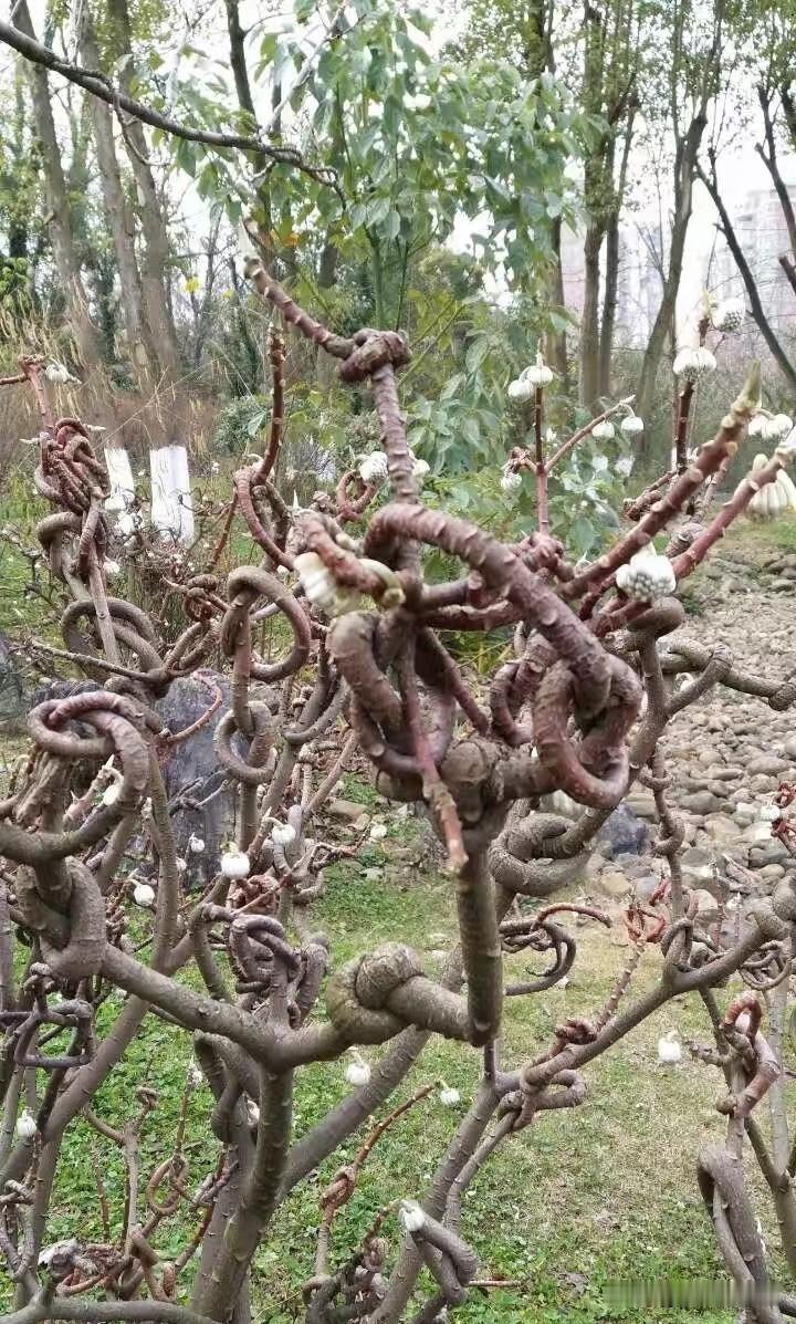 你们见过会打疙瘩的植物吗