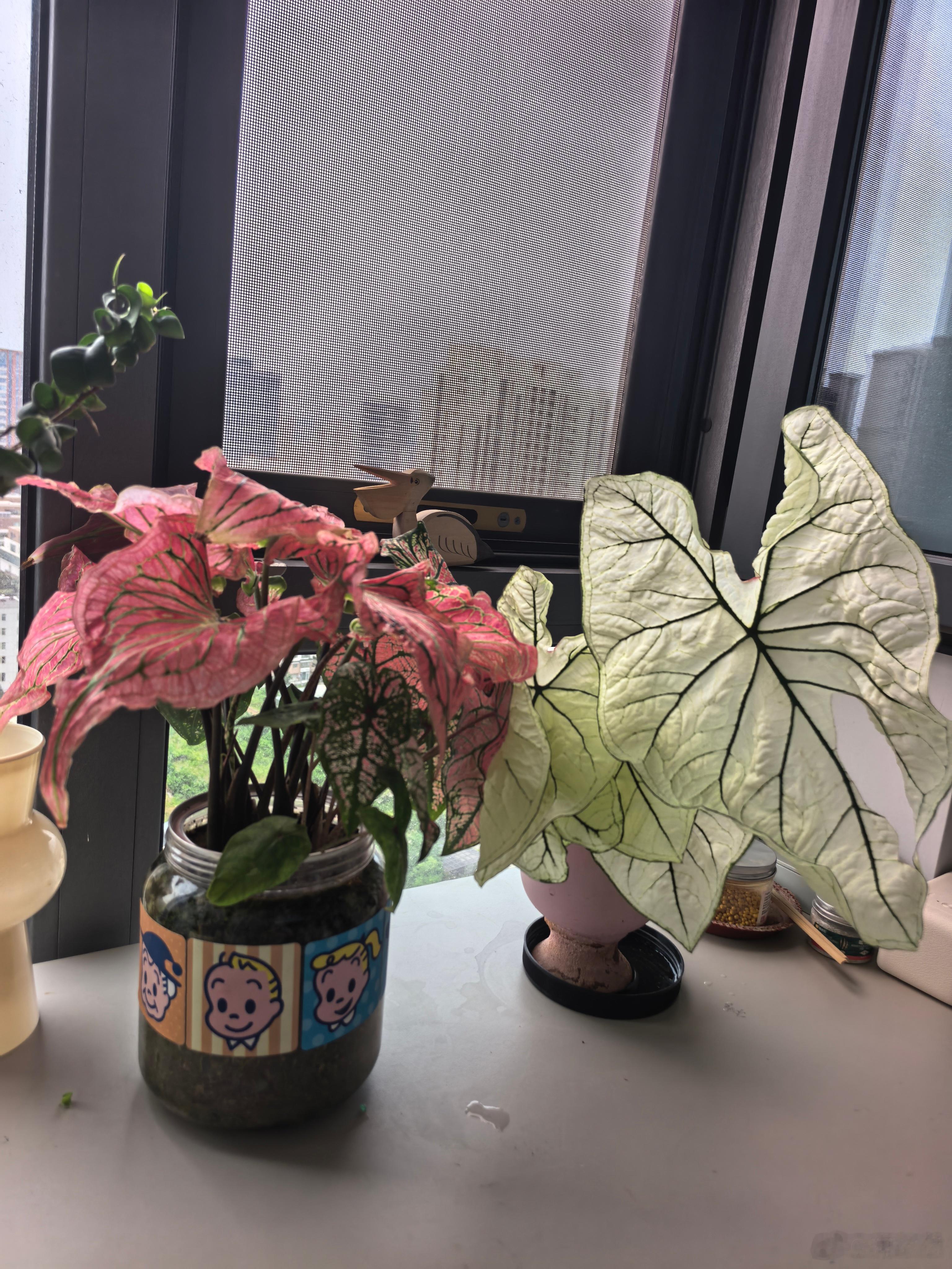 最近家里的角角落落，都童趣了起来，全是弟弟的作品给生活加点flow萌娃养成记