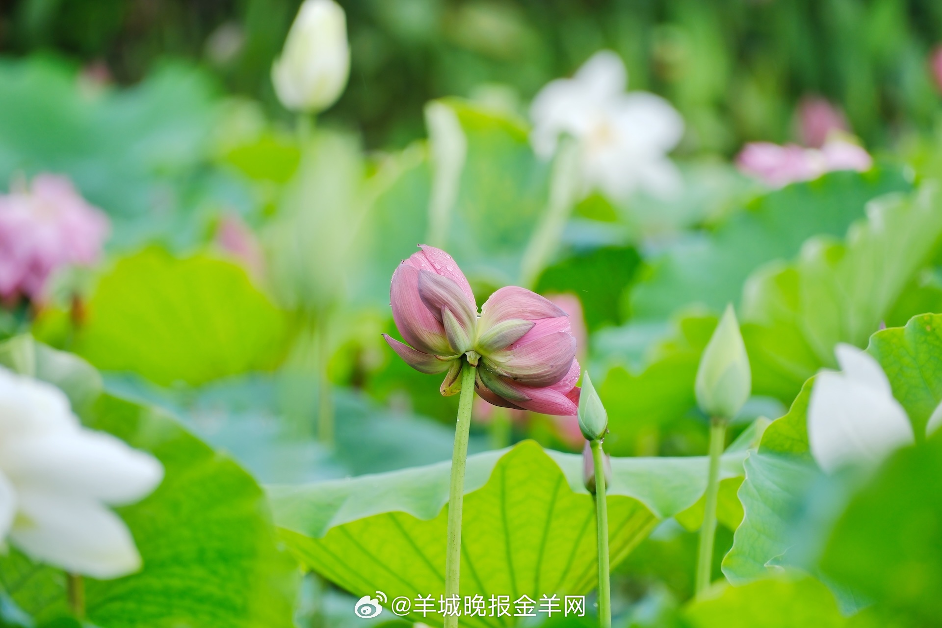 #晚安#不必被不开心的事消耗，乌云散尽总有彩虹架桥。让你皱眉的瞬间，只是好事发生