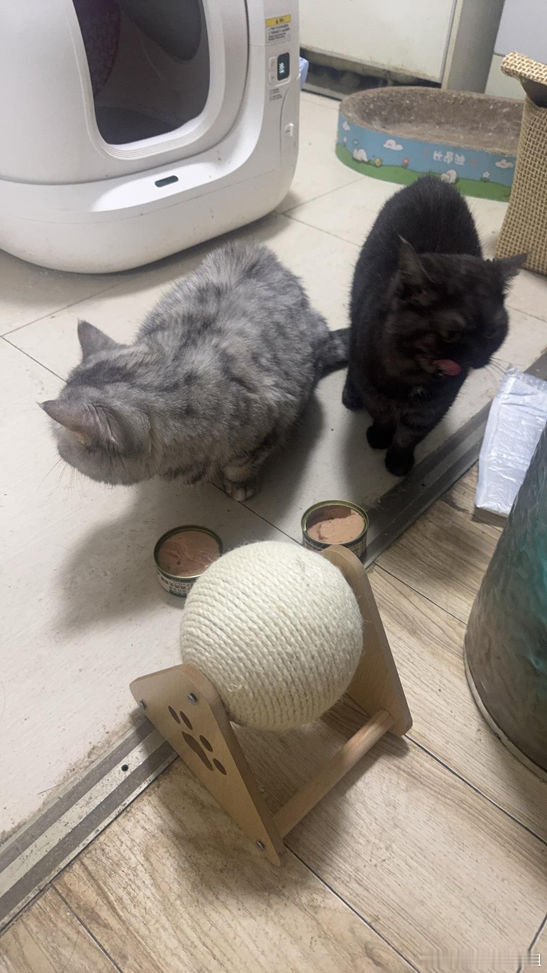 别给我买奶茶了 买猫粮吧 一堆流浪猫要养除了家里的 ​​​