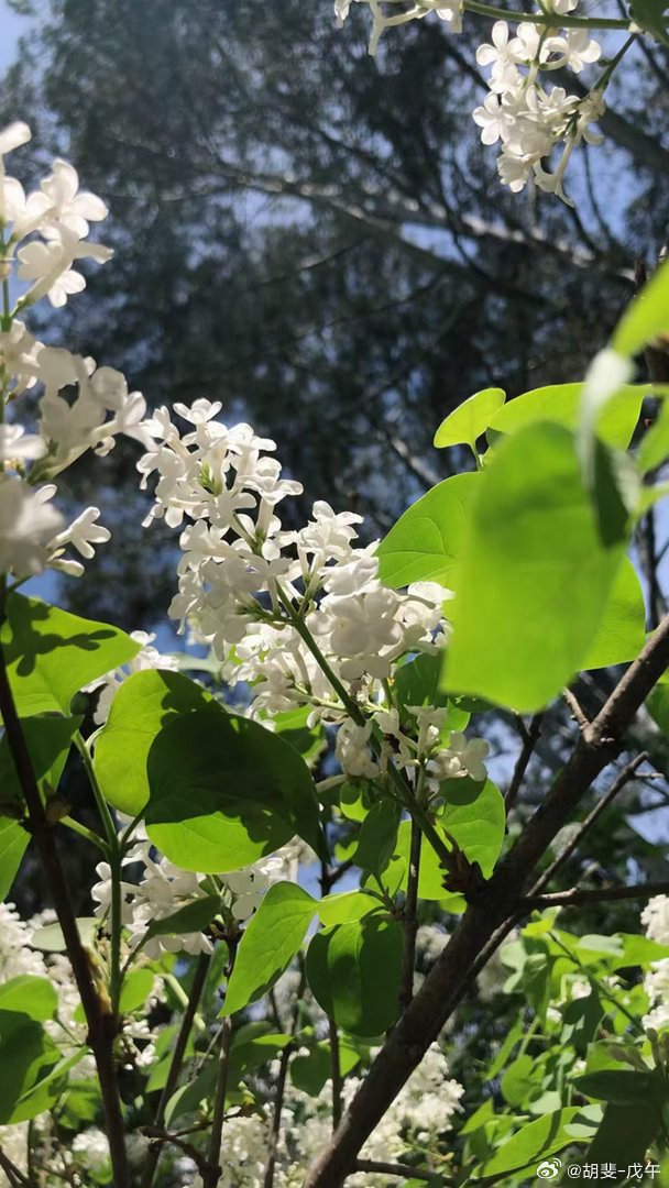 情感博主上线：好好午睡 