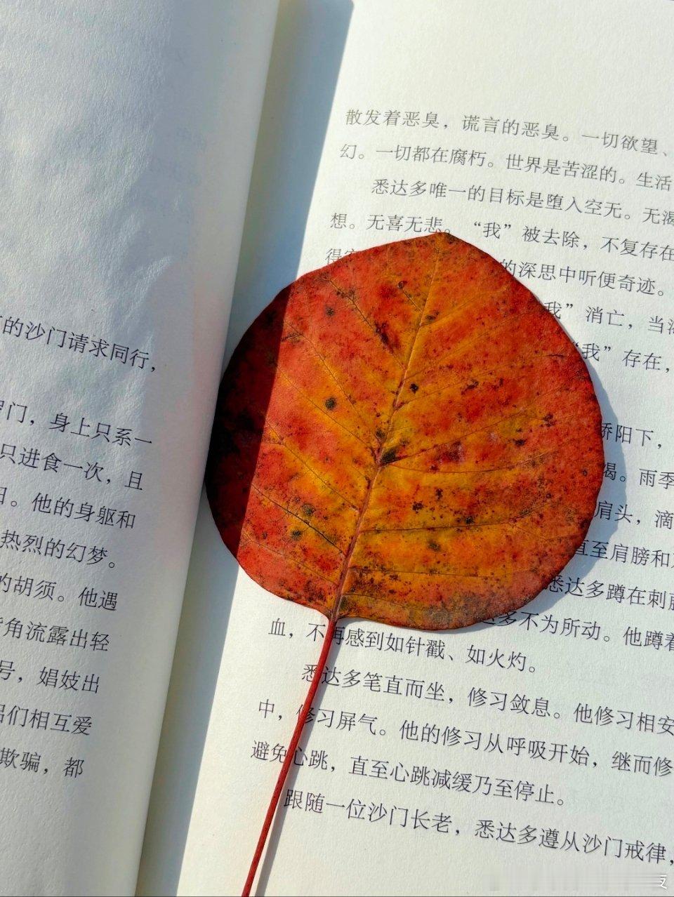 我一直等着你来和我吃饭所以我总是食欲不佳🍁 ​​​