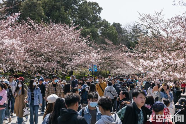 美丽|樱花初绽，中山公园人海了