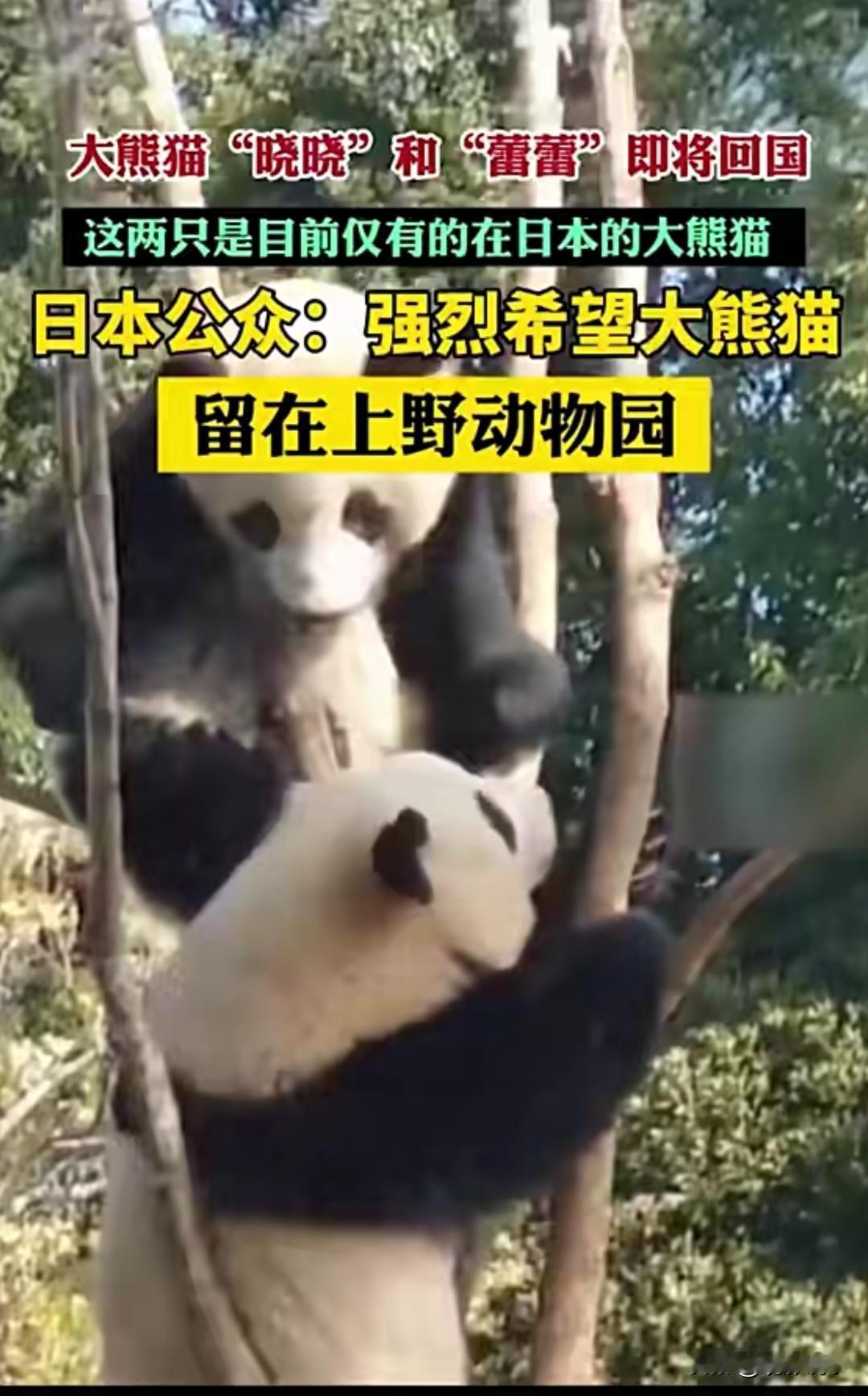 东京上野动物园的大熊猫双胞胎“晓晓”和“蕾蕾”，将在2026年2月依循既定协议返