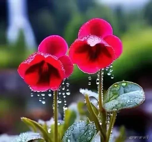 春分：昼夜对半，花开缤纷，莫负春光垄上行，一行烟雨一诗意