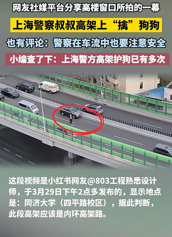 上海交警高架救狗刷屏！城市最暖的模样
