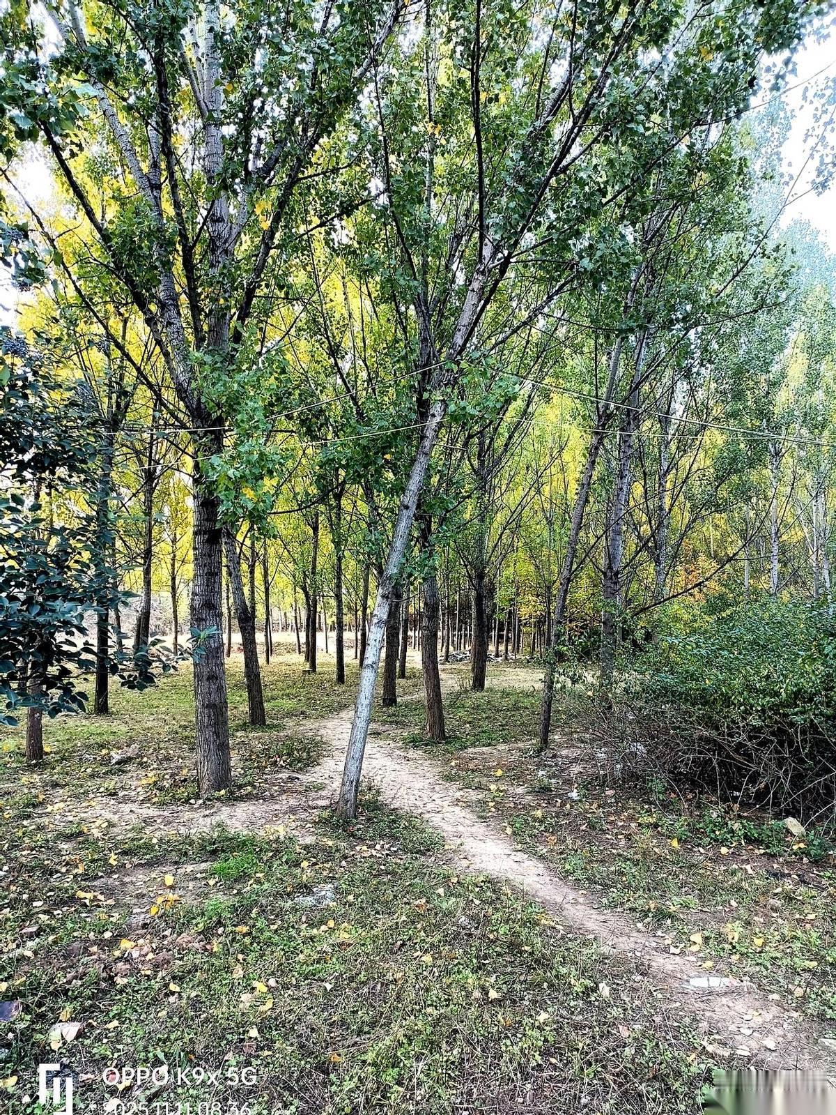 我这辈子见过最漂亮的东西，是两条扎头发的纱网绳。
真的，就两条普普通通的绳子。