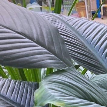 种植 🍃绿巨人植物养殖方法1.栽植方法绿巨人栽植时就要选择富含有机质、保水保肥