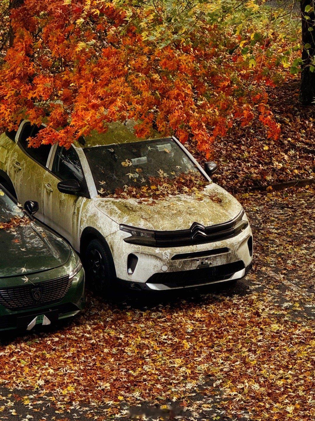 Autumn vibe🍂法力无边雪铁龙秋天  ​​​