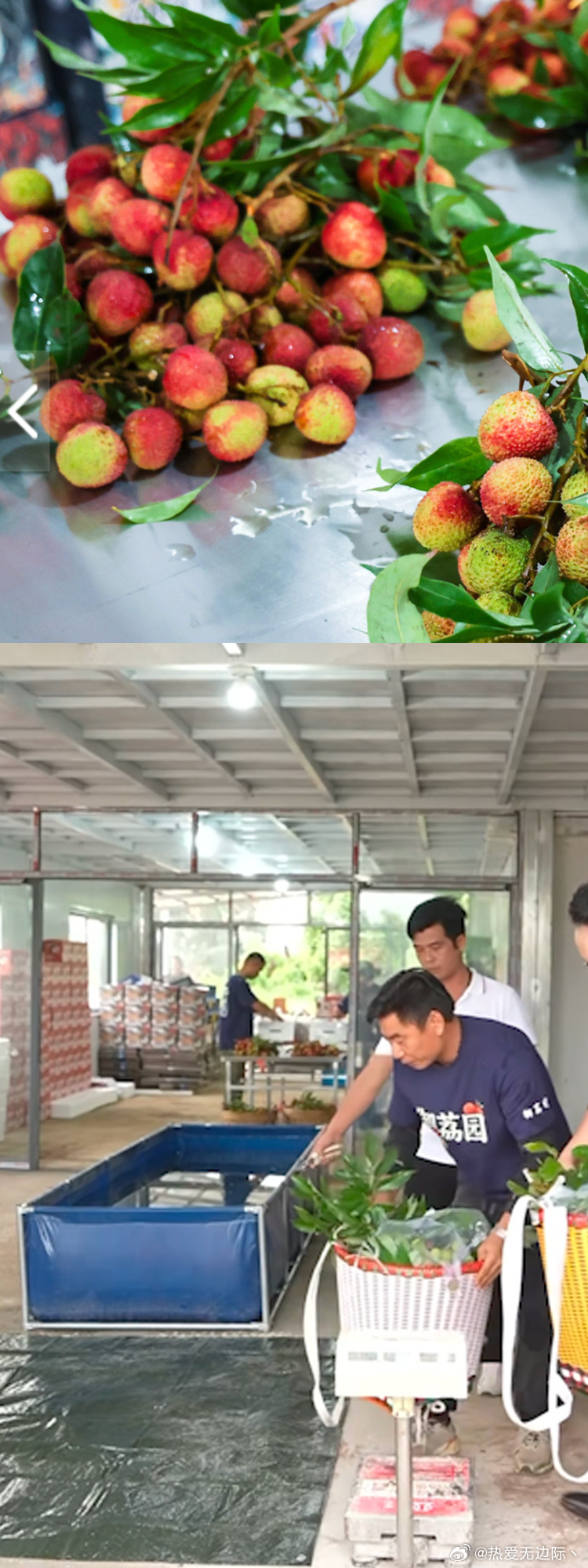 珠海荔枝鲜到西安 一场跨越千里的甜蜜奔赴，珠海荔枝抢先出发，舒适舱位牢牢锁住新鲜