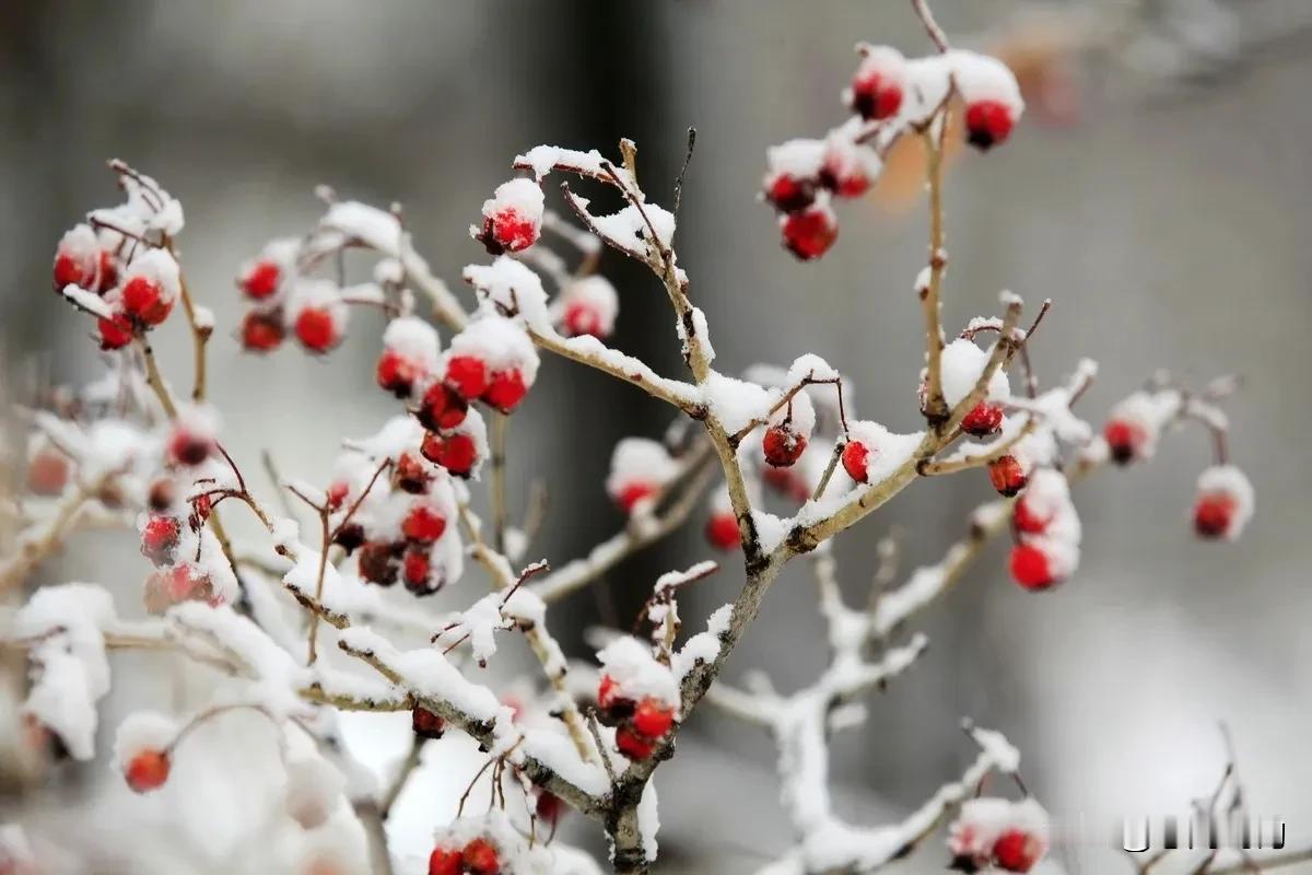 雪落枝头，红果点缀。时光随风落，流年不停歇。举目极远望，万事莫蹉跎。