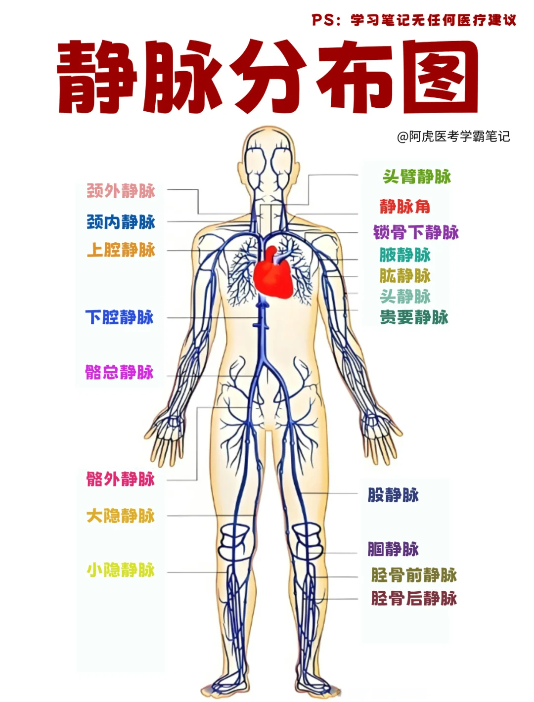 医学生笔记📒｜静脉分布图👆