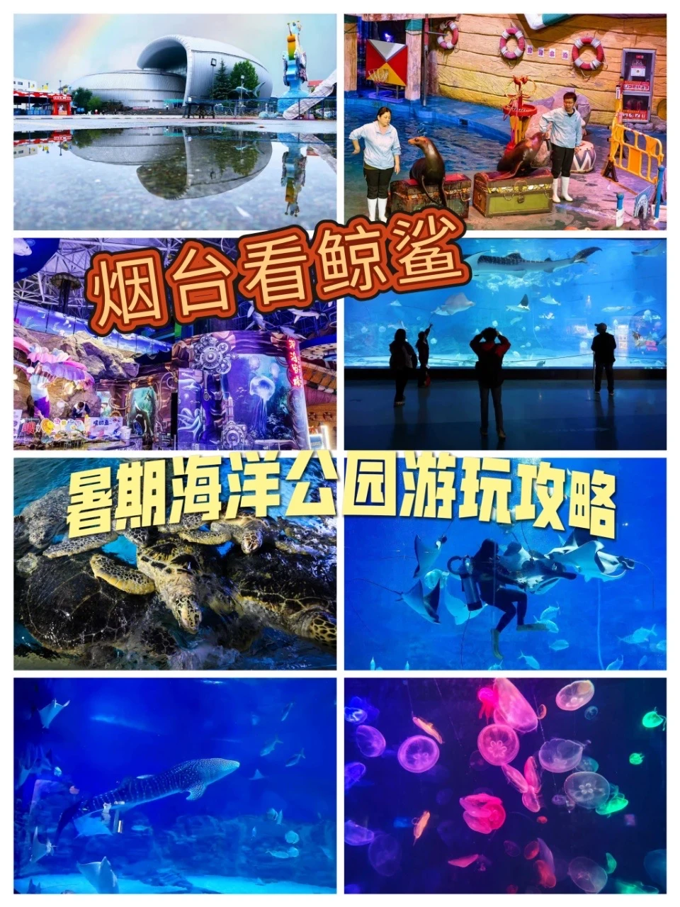 烟台看鲸鲨！暑期海洋公园游玩全攻略