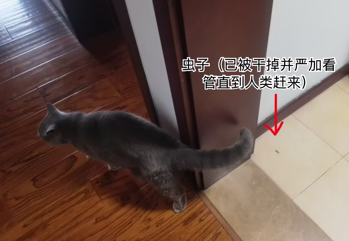 没什么给大家看看会抓住虫子干掉虫子并大声叫人来处理的好小猫 