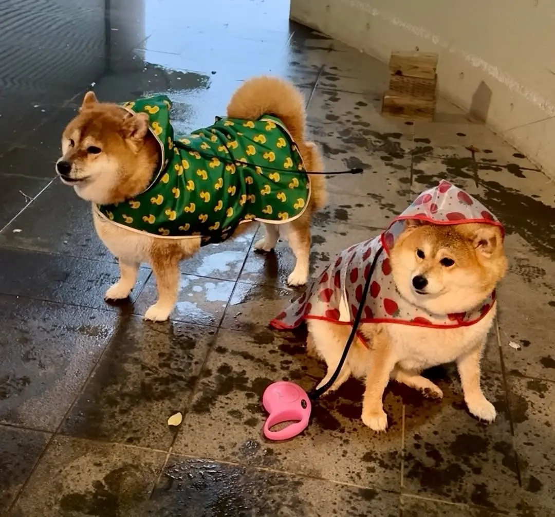 两只猪