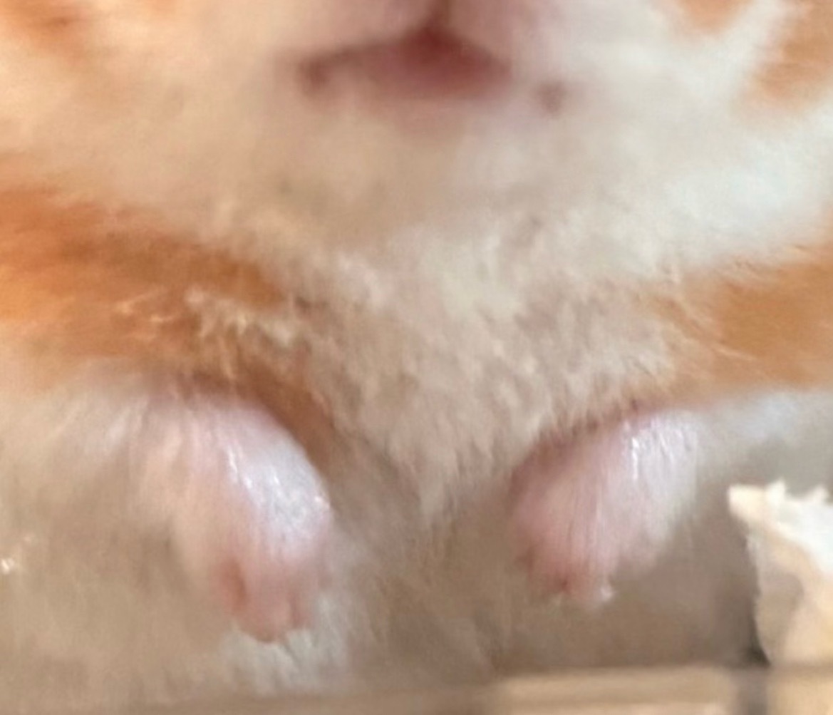 宝全 