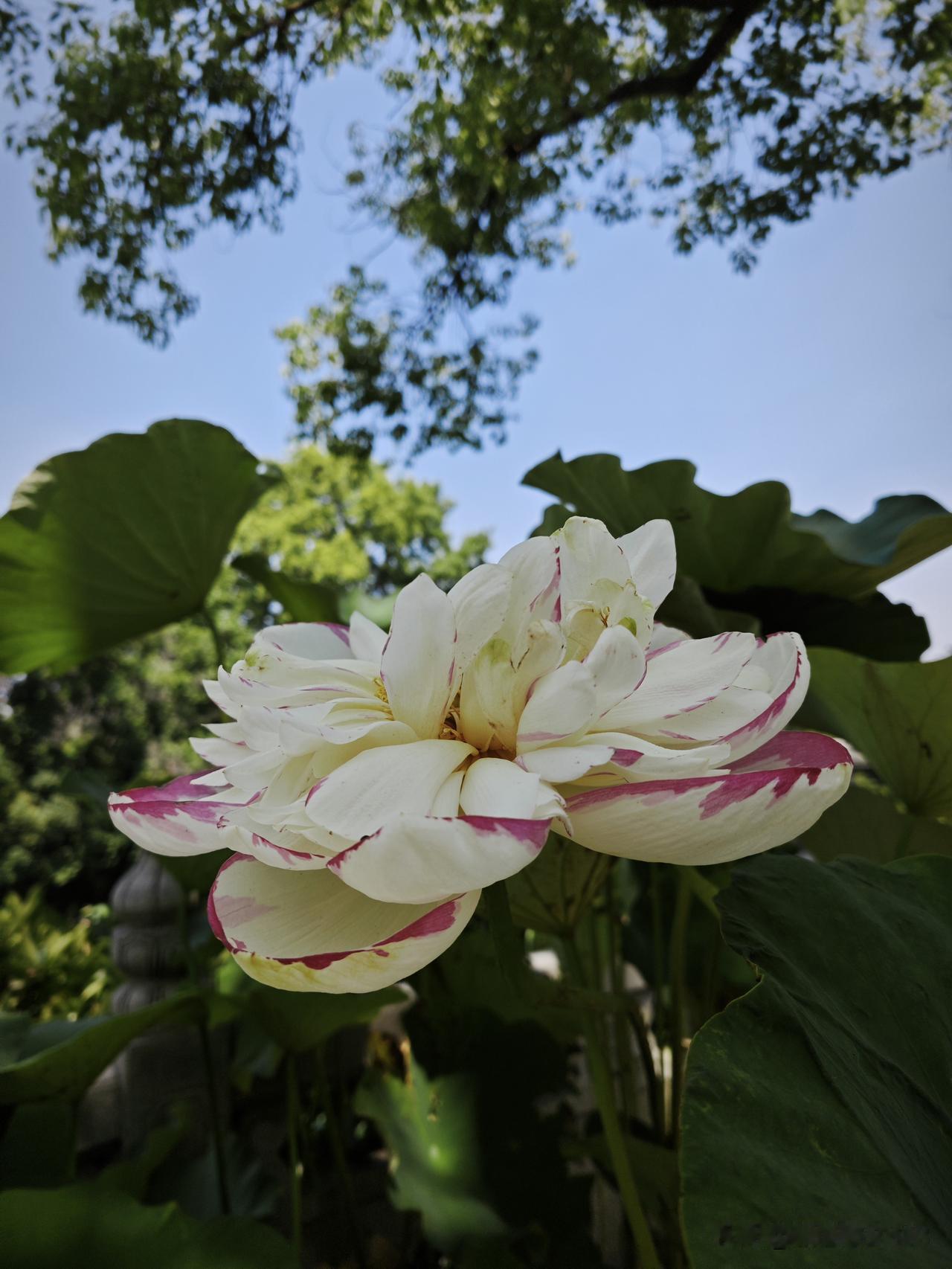 你手机里哪张夏日照片最美