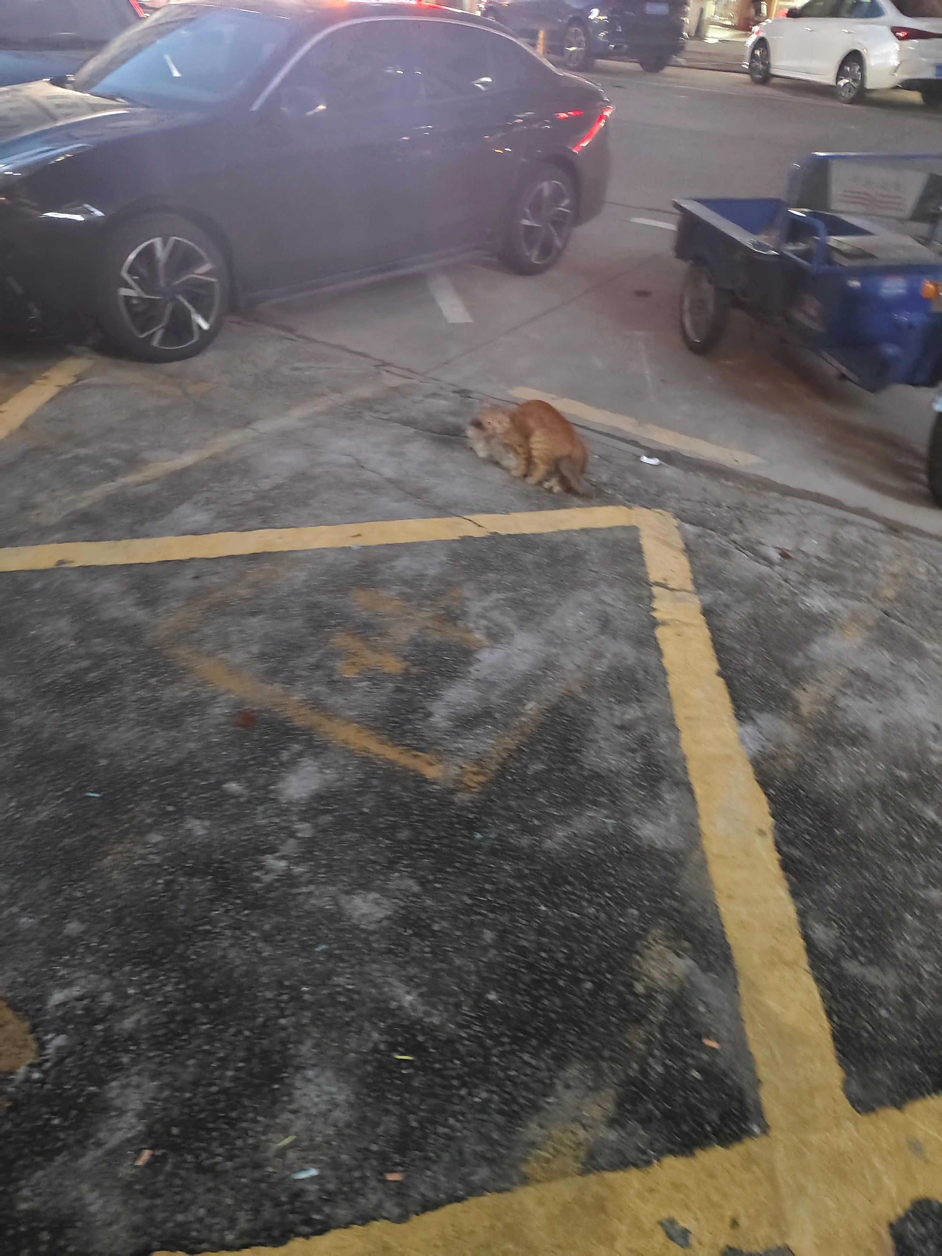 猫儿这个惊恐😱😱干坏事还不让拍了