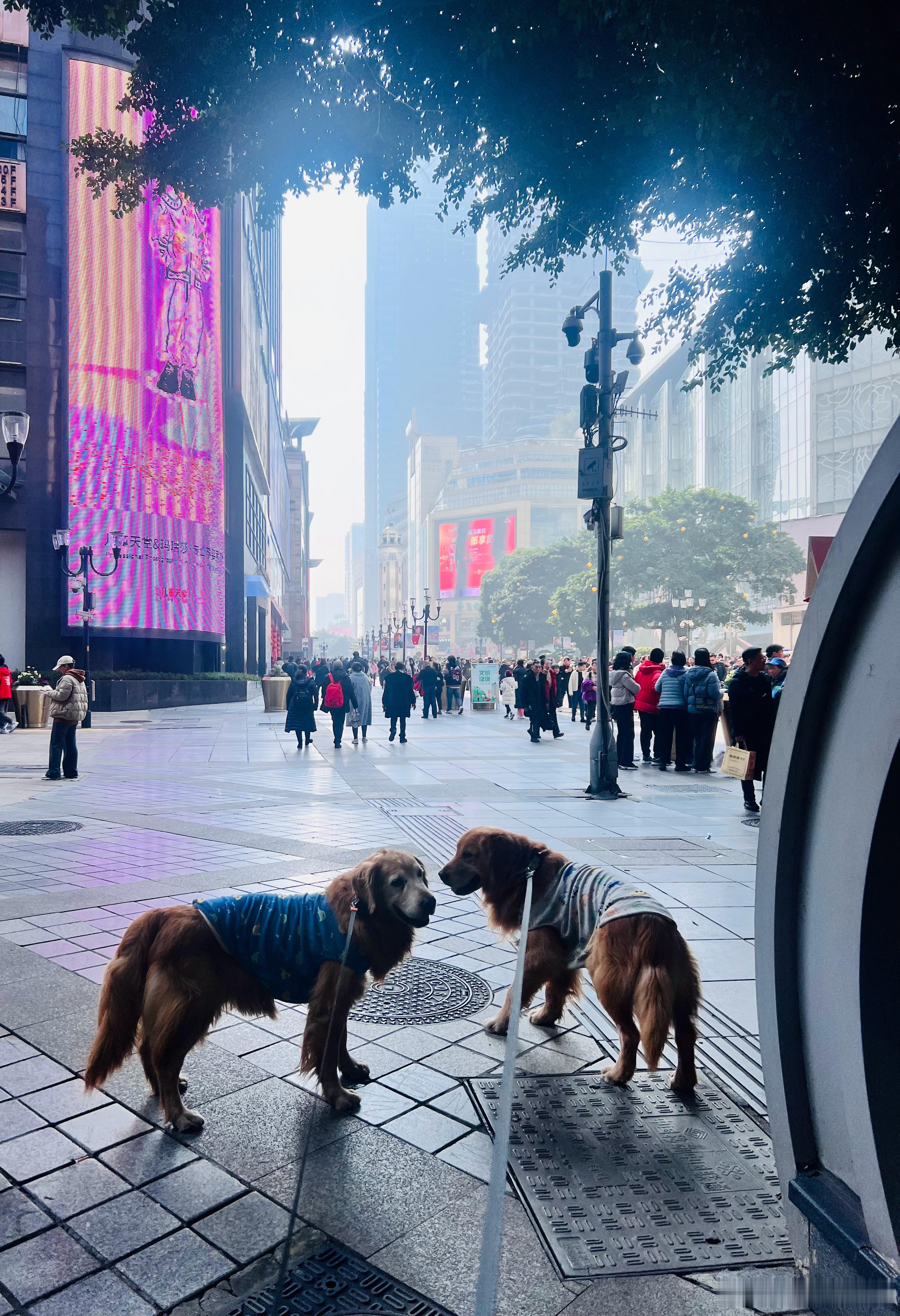 这是最辛苦的一次重庆游了吧[苦涩]  ​​​