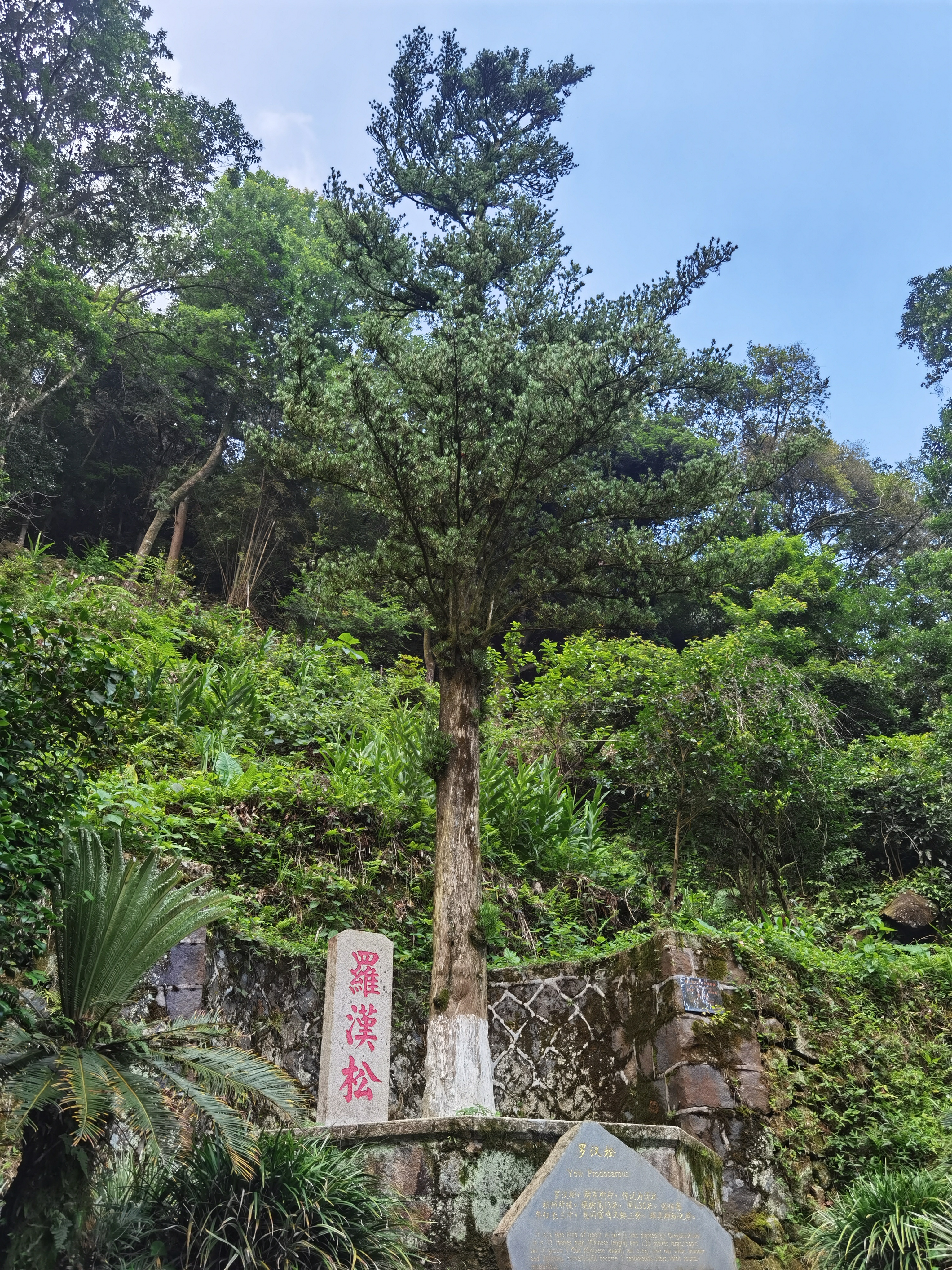 罗汉松 