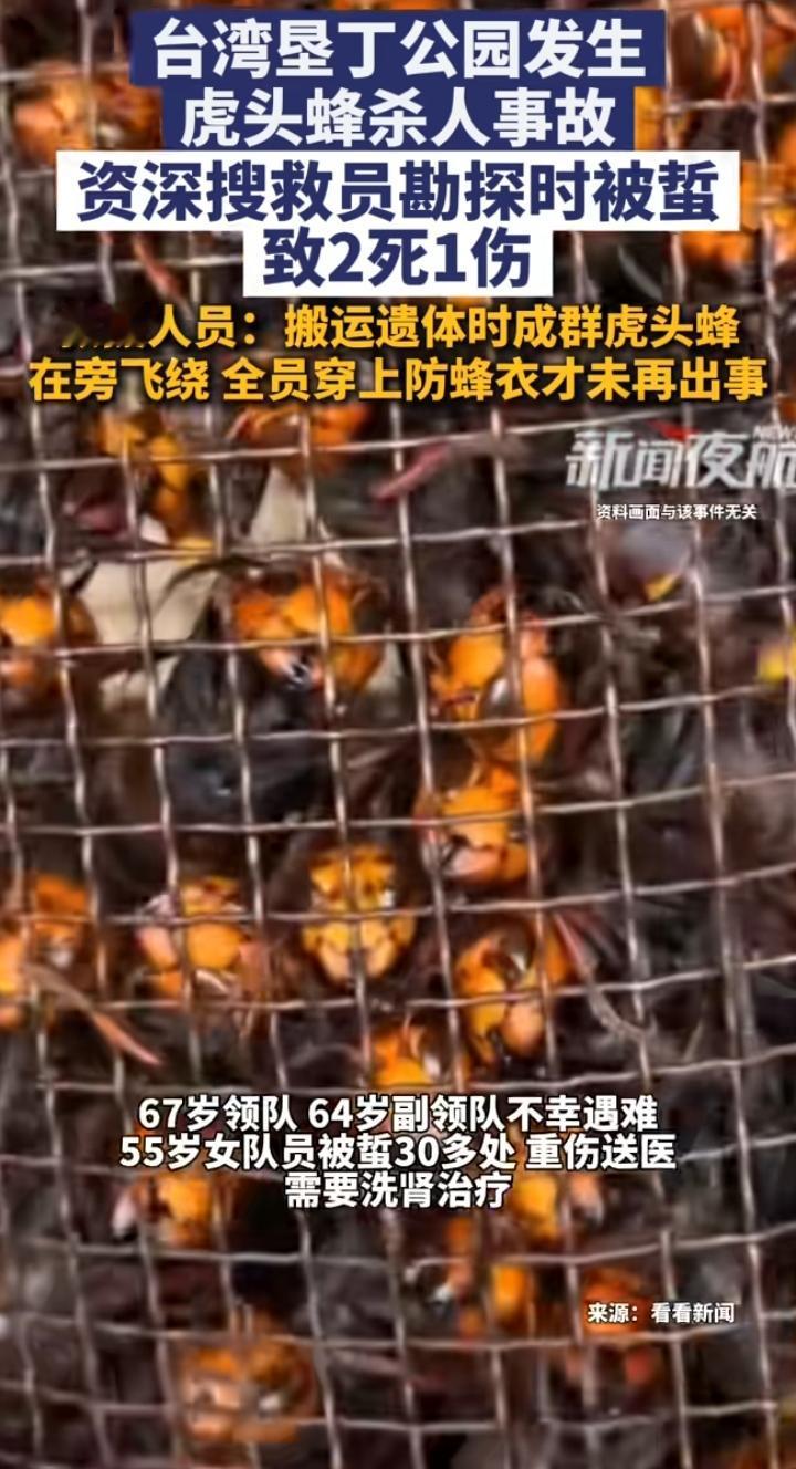 3名资深搜救员遭虎头蜂围攻2死1伤：百年野外经验，为何仍挡不住“杀人蜂”致命一击