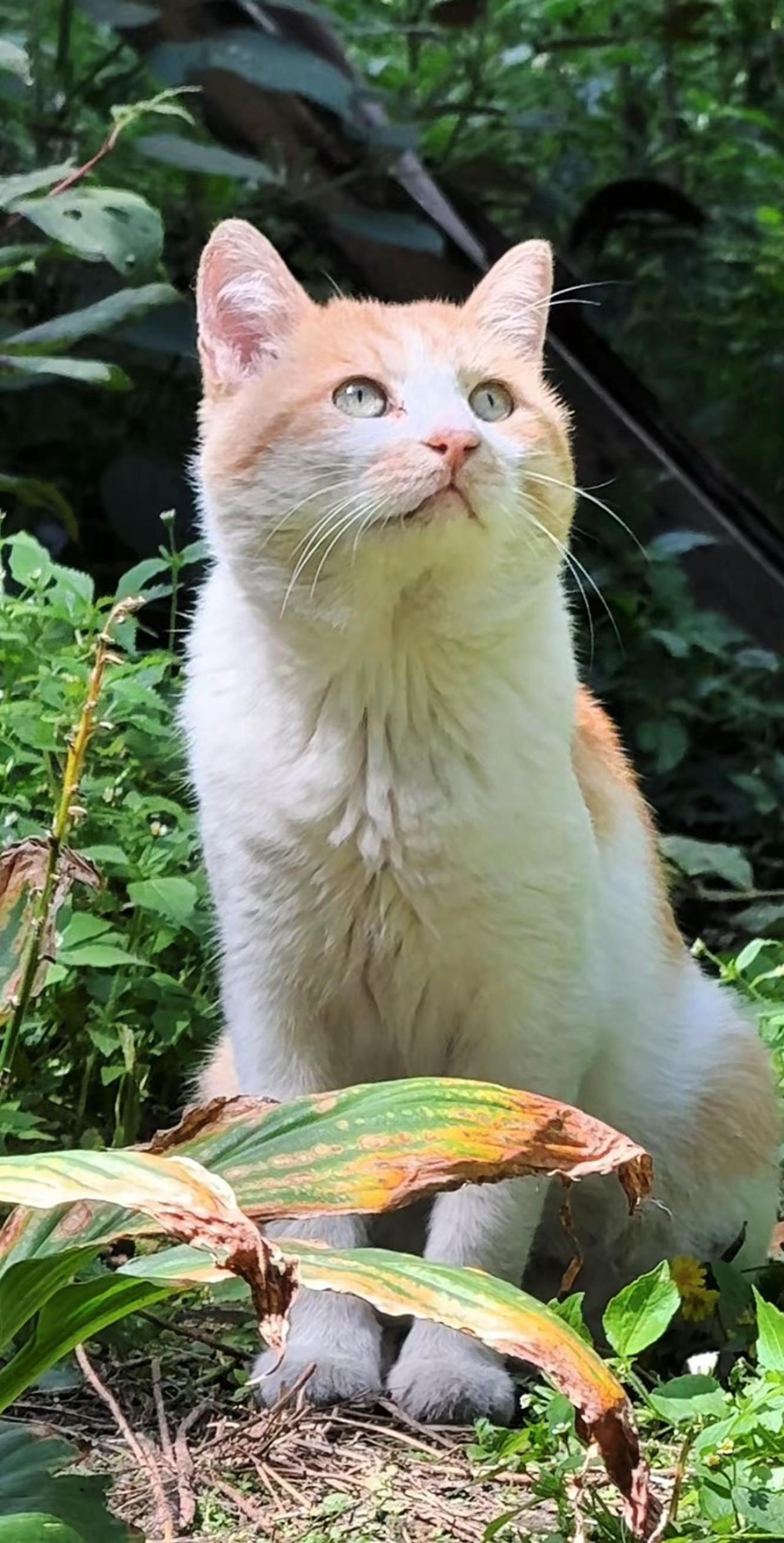 我在乡下的生活 我的乡村生活 一个人也要好好吃饭 小猫