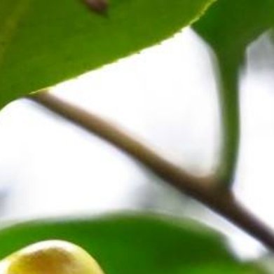 金花茶（广西特有，植物界大熊猫，室内阳台可盆栽） 完整家庭盆栽种植方法1. 花盆