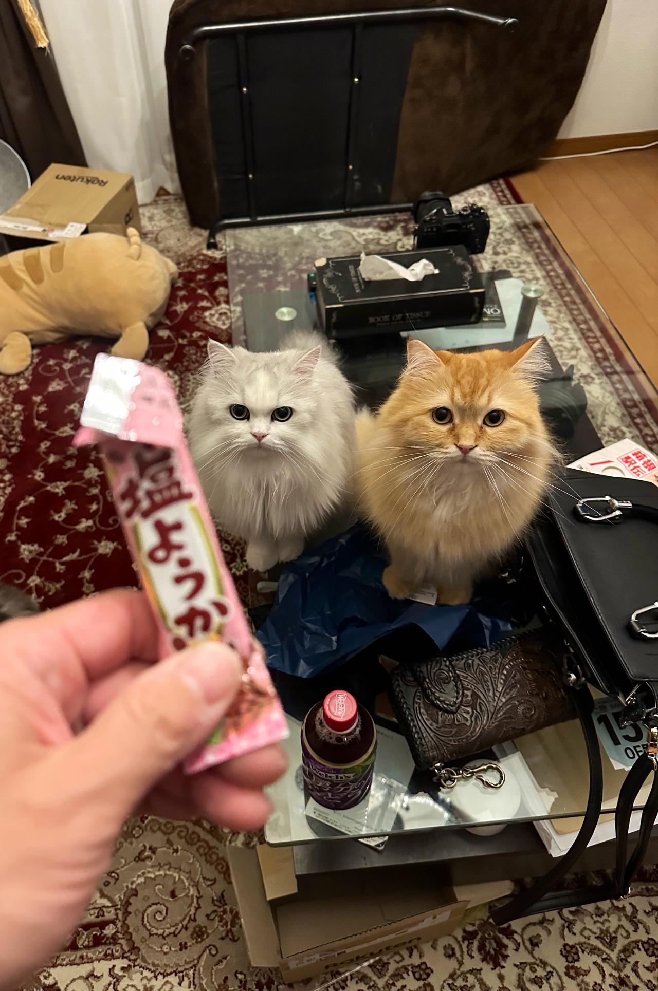 这下误会大啦！日本一名饲主养了3只猫咪，分别是挪威森林猫Ray（レイ）、褴褛猫E