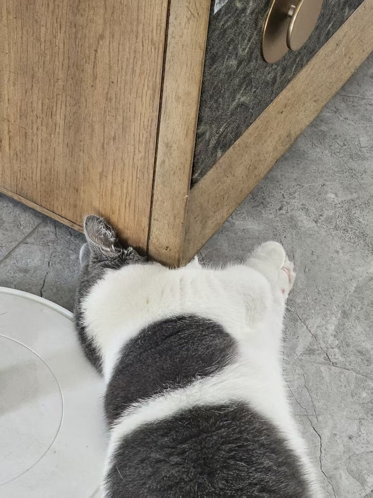 小猫咪自闭中