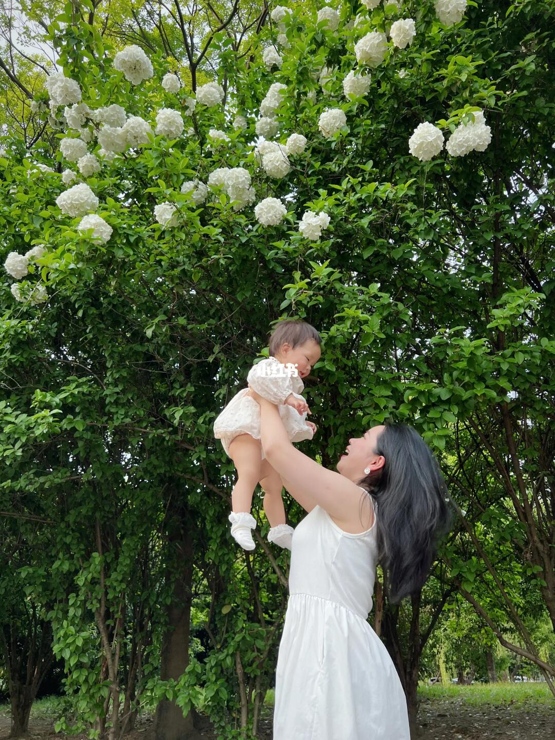 木绣球再不拍真的要谢了