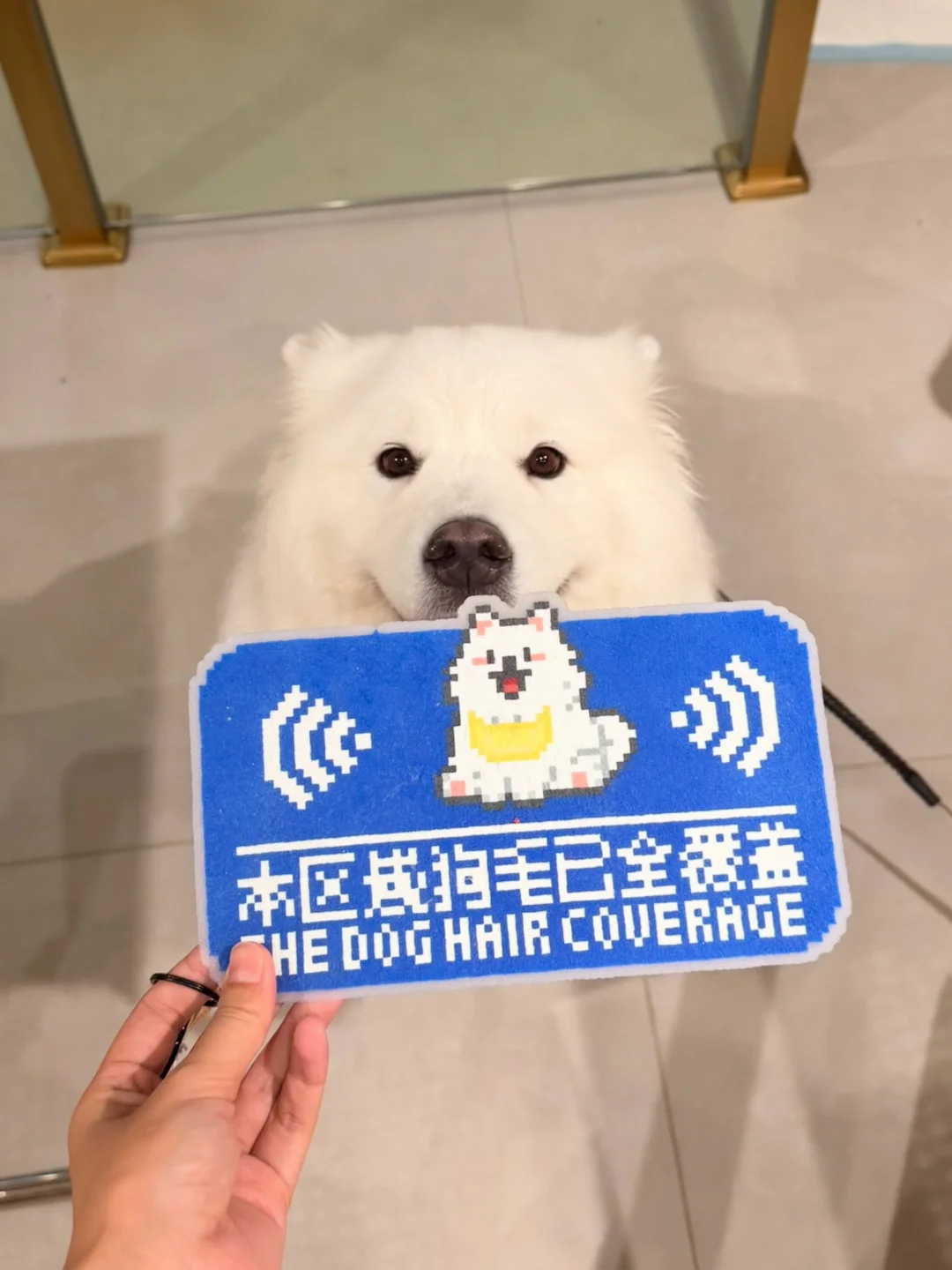 本区域狗毛已全覆盖⚠️