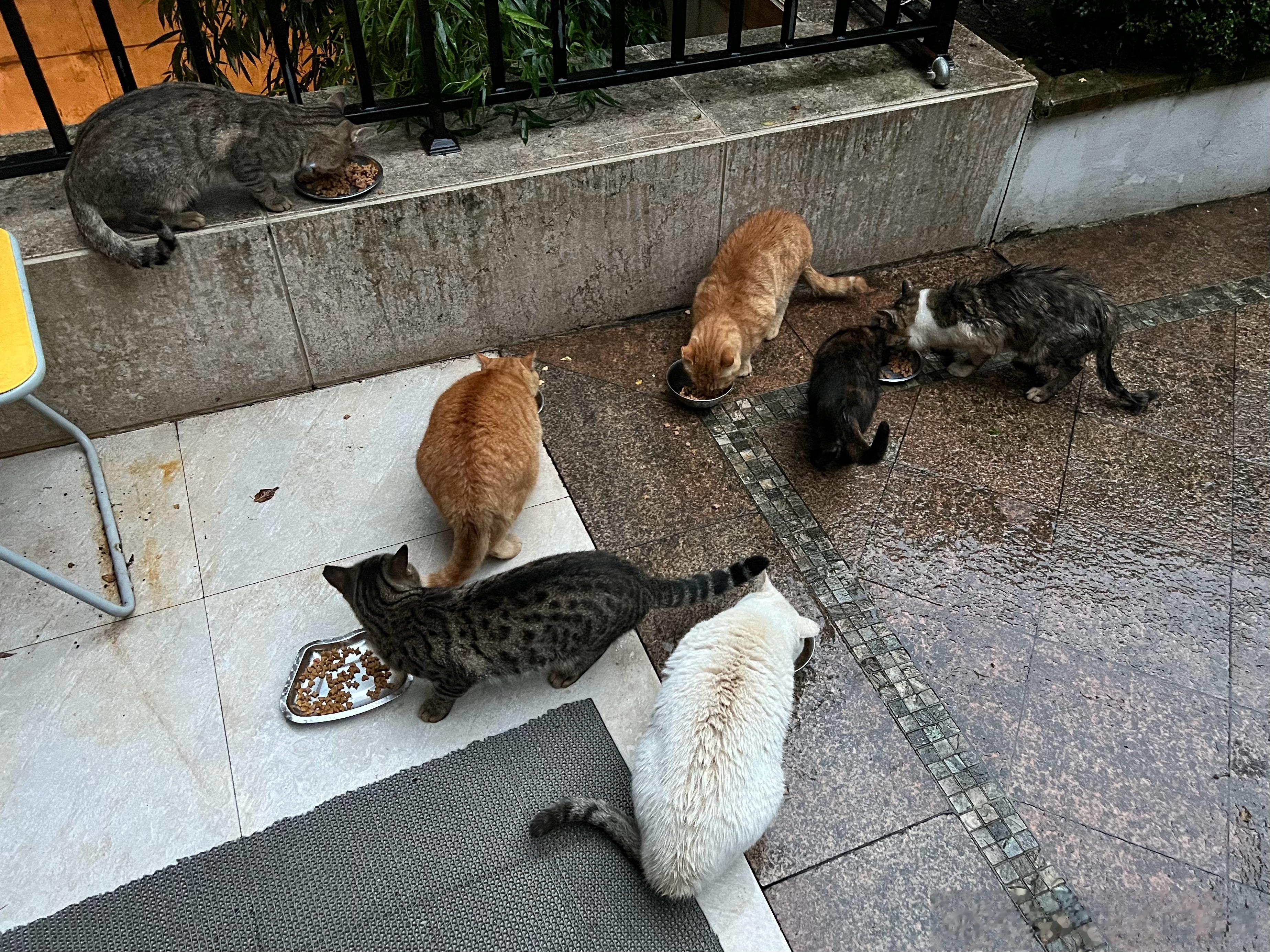 今天下午的喂猫盛况，本人现在肩负着七个小猫，三个刺猬，个别青蛙，可能还有小王八…