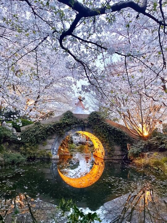 3月！就在杭州❗️比京都美一万倍‼️