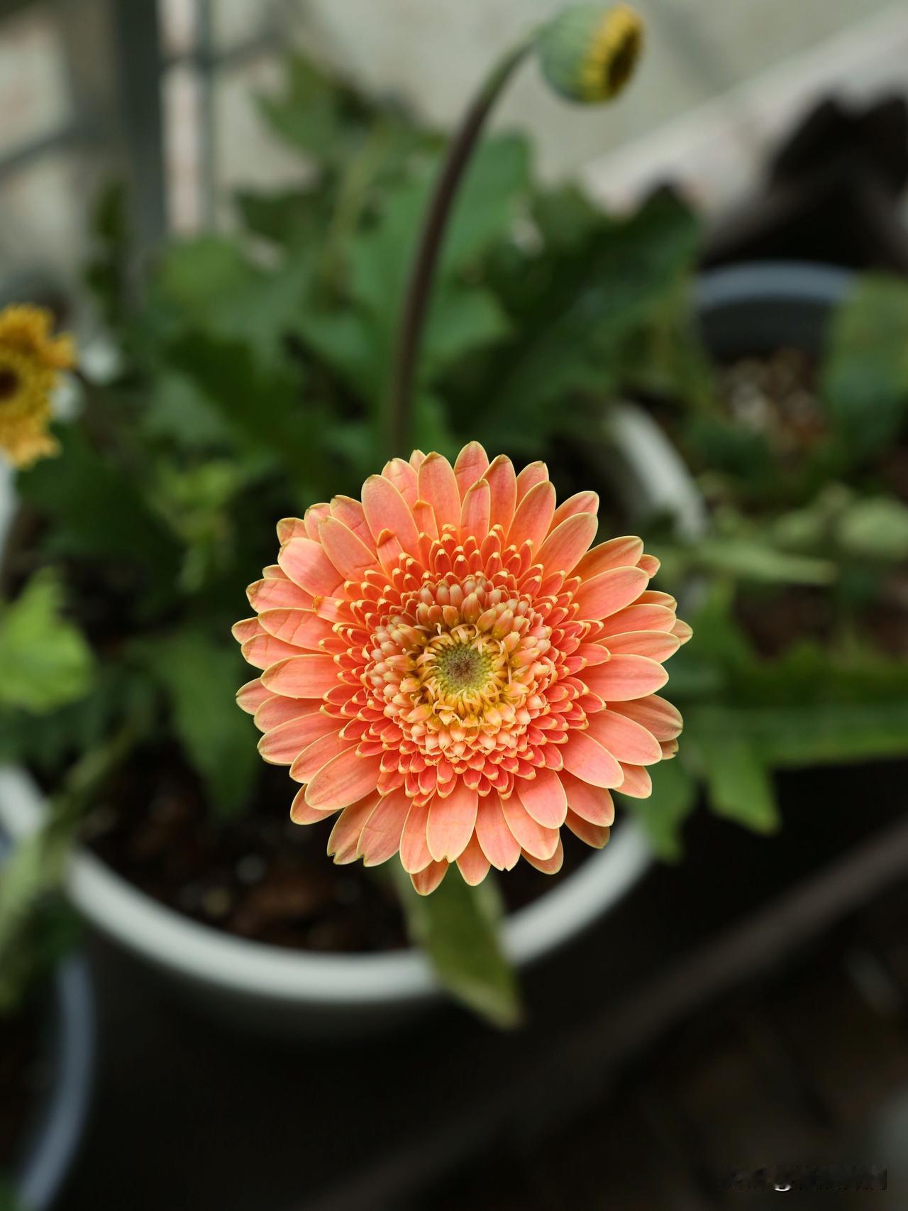 春来为花忙，清欢度流光。
春风知我意，不问尘与霜。
最近喜欢上了非洲菊，大大的叶