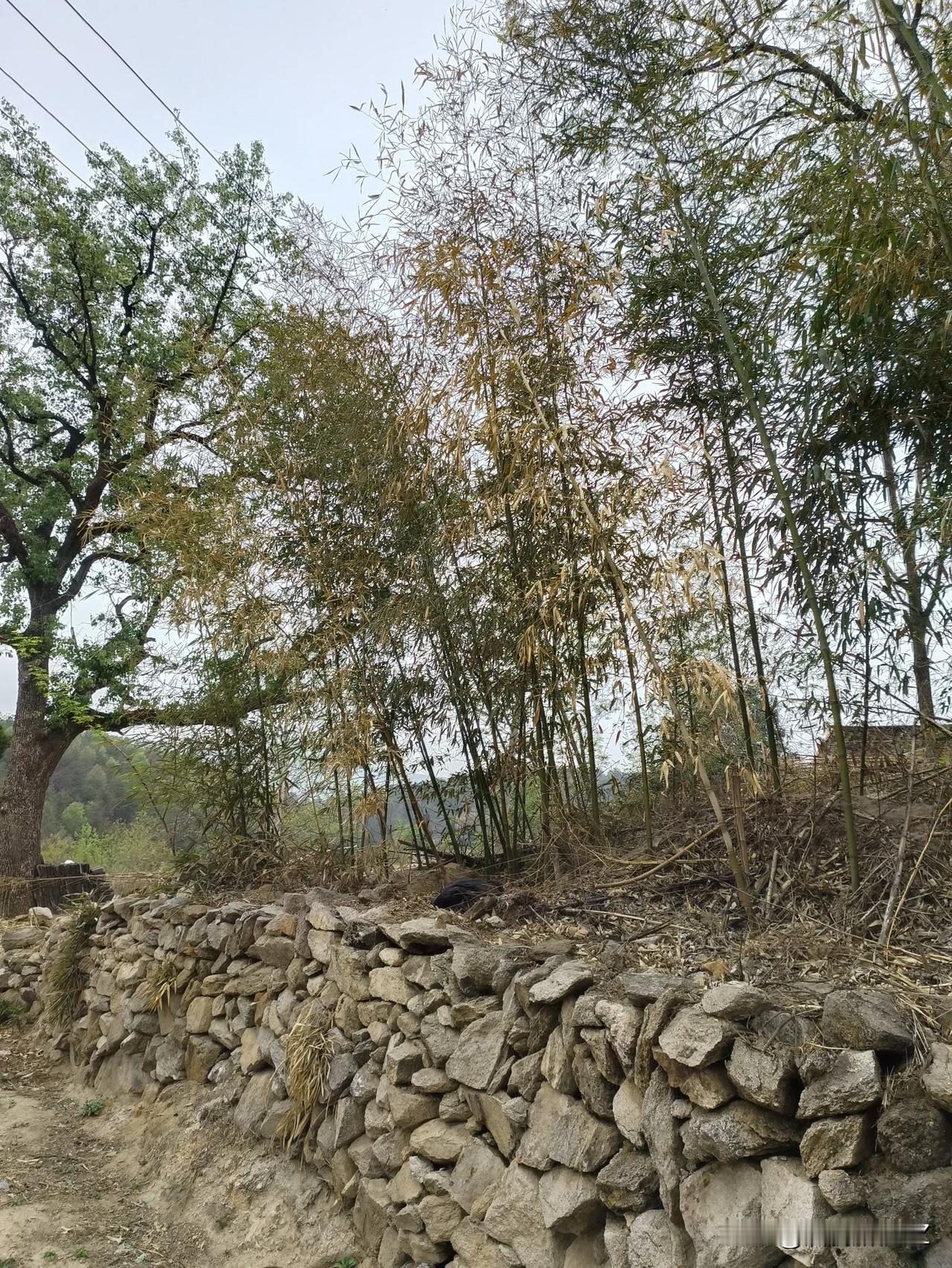 天气迟迟不下雨，竹子都干死了，花生不敢下种，水稻秧苗没有水灌溉，怎么办？
俗话说