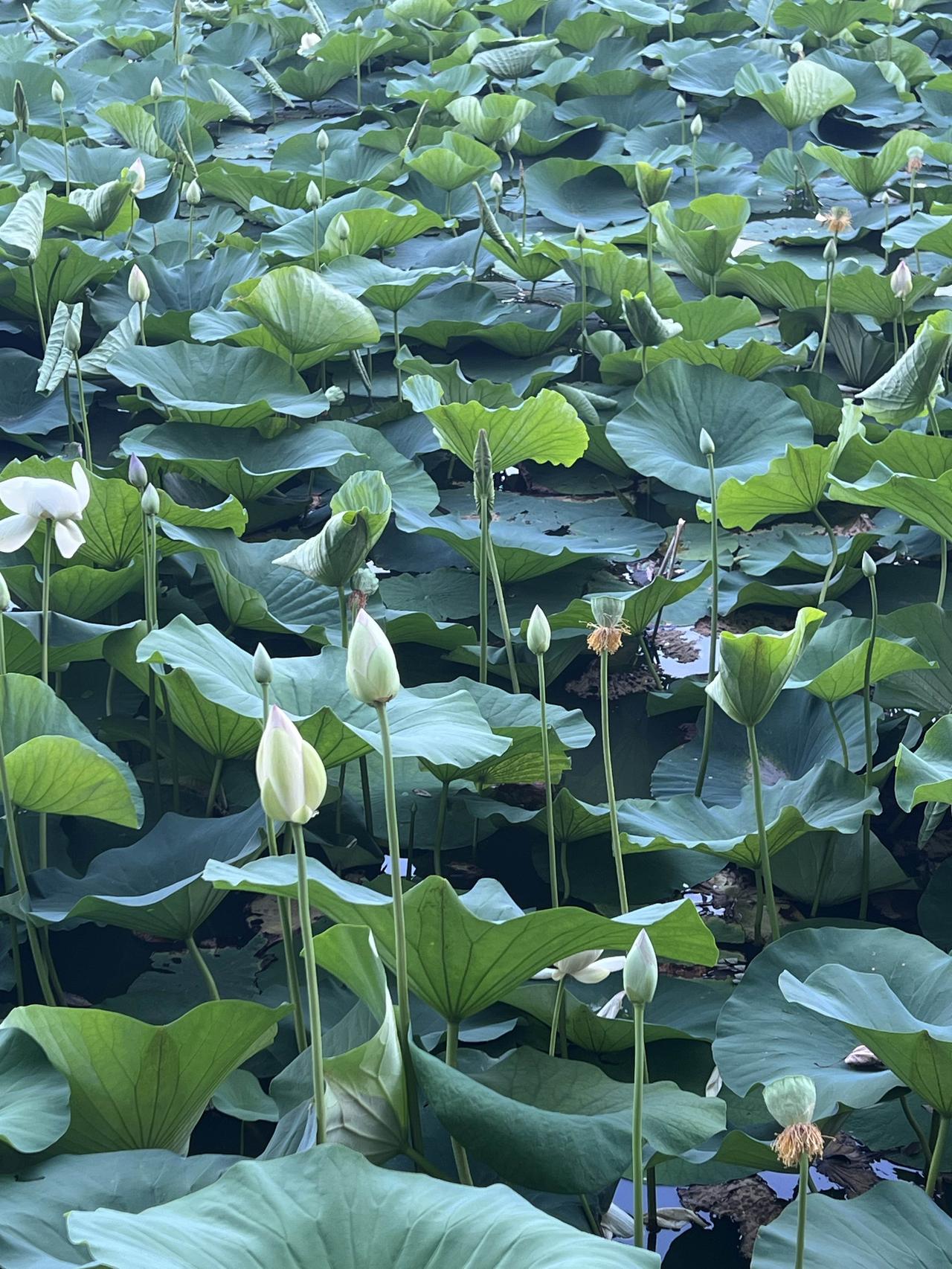 夏日生活打卡季人民公园夏日打卡，小桥蜿蜒横跨荷塘，流水潺潺。粉荷亭亭立于碧叶间，