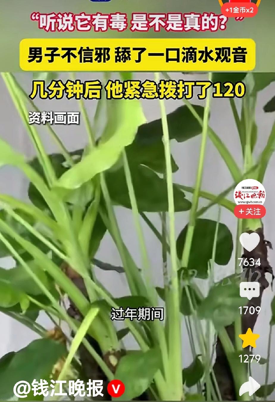 有毒没毒，尝尝便知。真是个狠人啊！

都说滴水观音有毒，有的人就是不信。不信也不