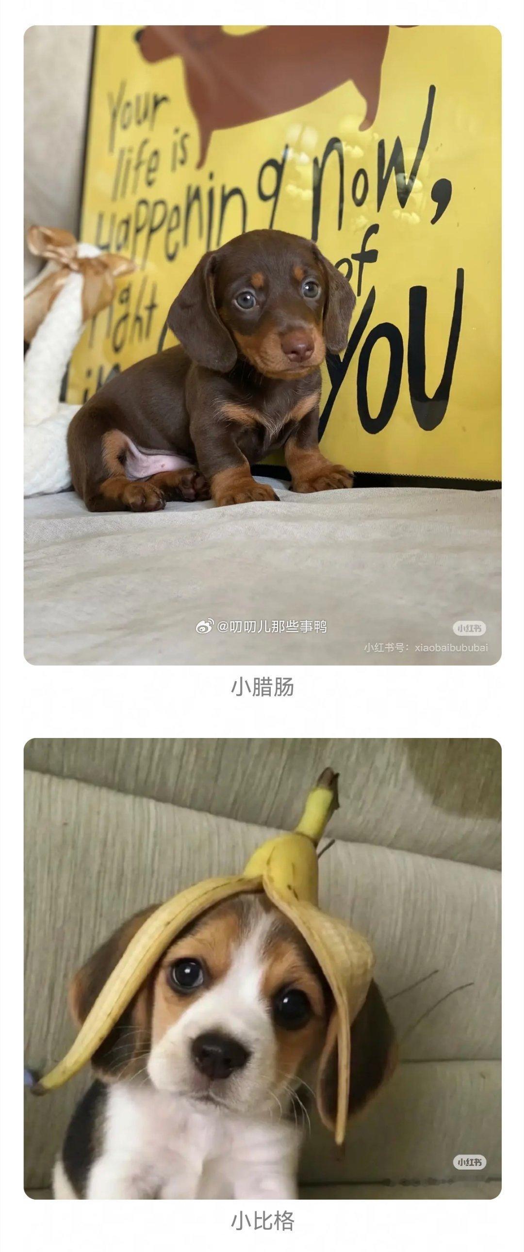 牌子狗的幼年体，好可爱～