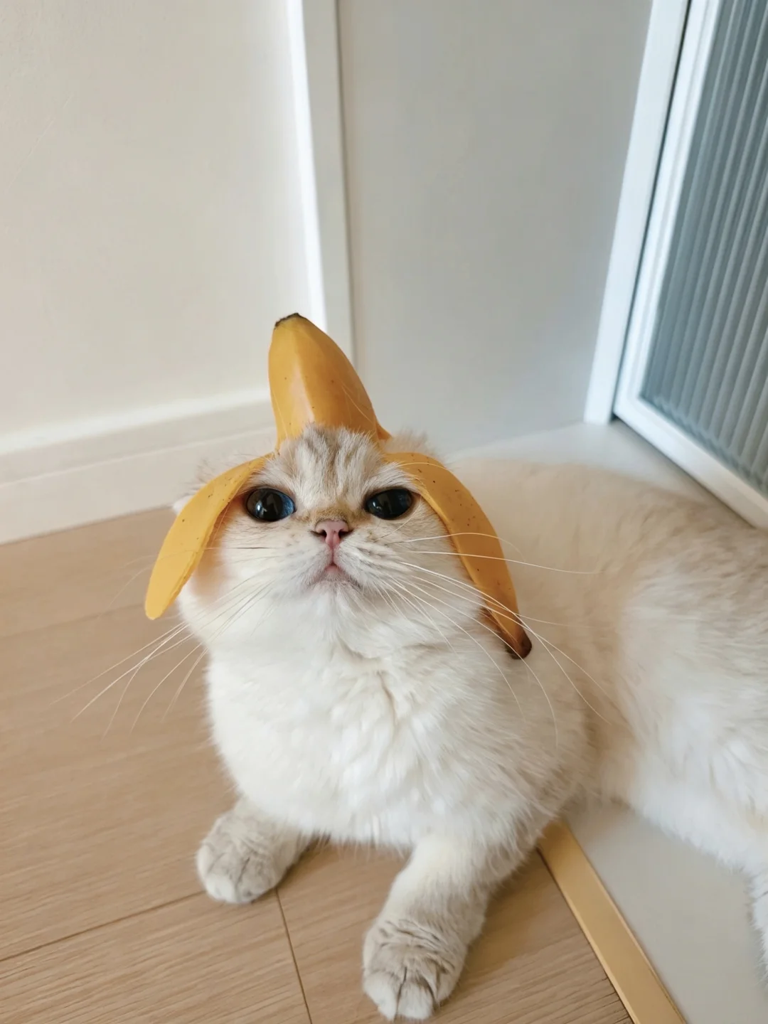 你好👋 蕉个朋友芭～