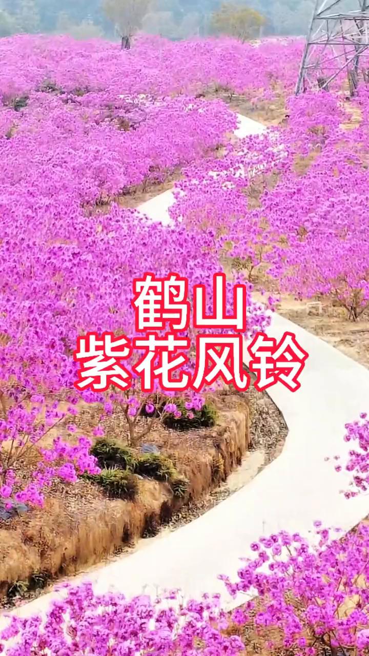 鹤山紫花风铃。
紫花风铃。
